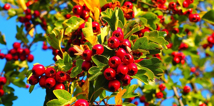 Crataegus extrato seco capsulas nome cientifico bom para que